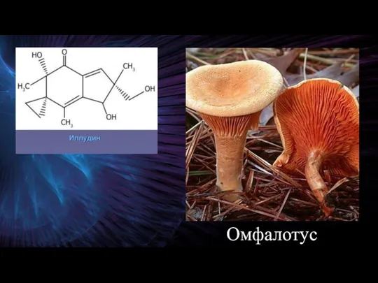 Омфалотус