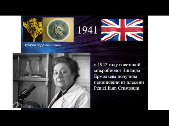 1941 грибки рода Penicillium в 1942 году советский микробиолог Зинаида