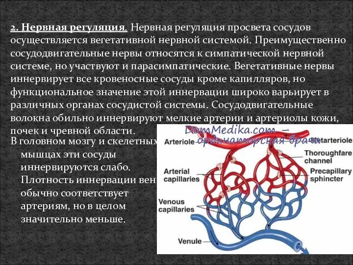 2. Нервная регуляция. Нервная регуляция просвета сосудов осуществляется вегетативной нервной