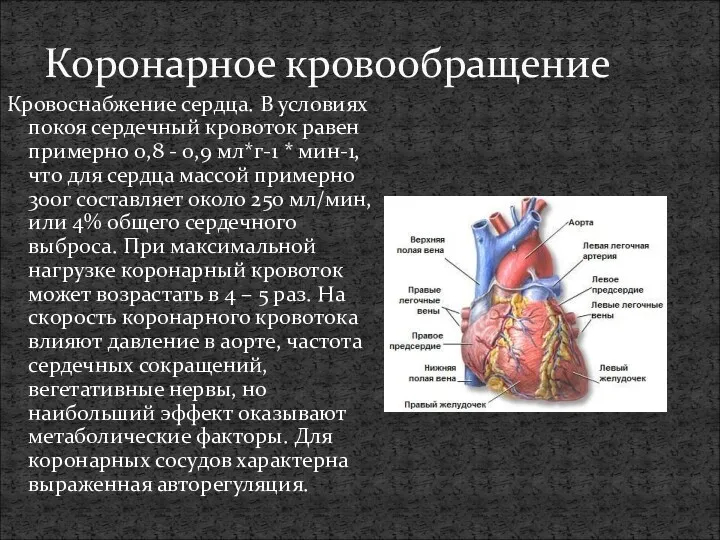 Коронарное кровообращение Кровоснабжение сердца. В условиях покоя сердечный кровоток равен
