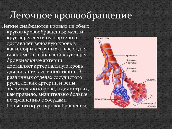 Легочное кровообращение Легкие снабжаются кровью из обеих кругов кровообращения: малый