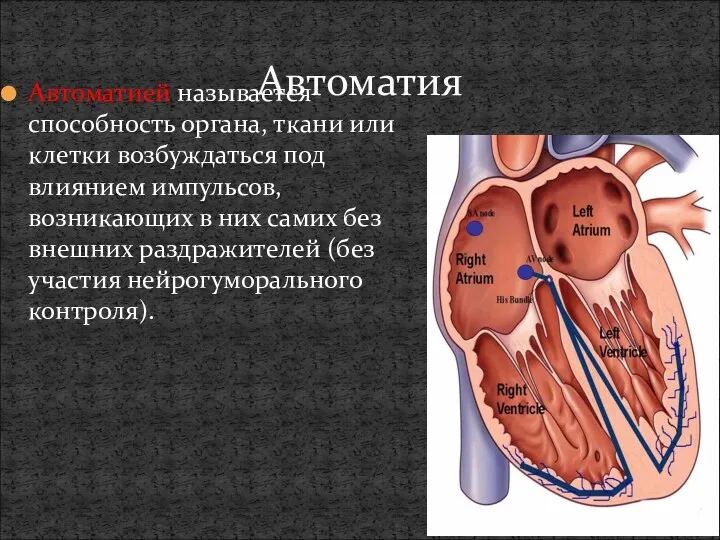 Автоматия Автоматией называется способность органа, ткани или клетки возбуждаться под