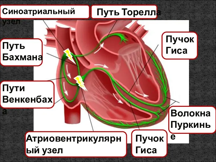 Атриовентрикулярный узел