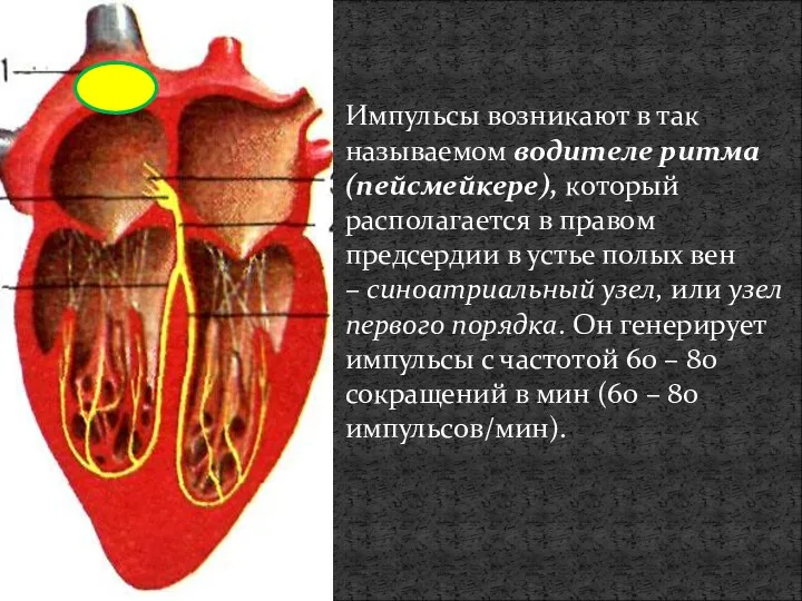 Импульсы возникают в так называемом водителе ритма (пейсмейкере), который располагается