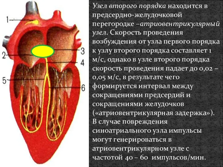 Узел второго порядка находится в предсердно-желудочковой перегородке –атриовентрикулярный узел. Скорость