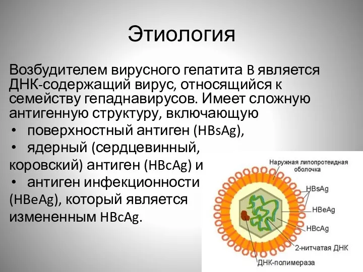 Этиология Возбудителем вирусного гепатита B является ДНК-содержащий вирус, относящийся к