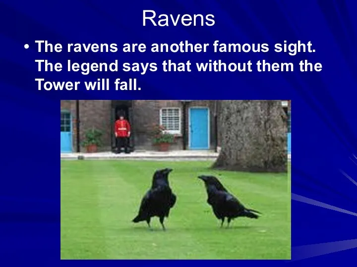 Ravens The ravens are another famous sight. The legend says that without them