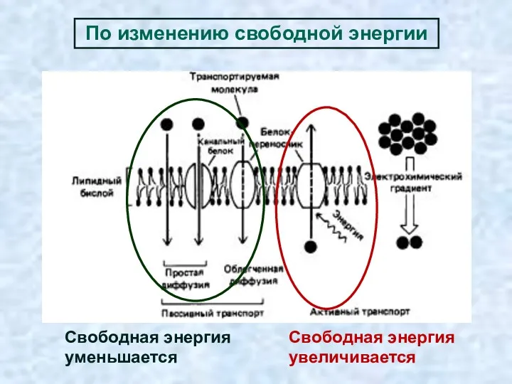 По изменению свободной энергии Свободная энергия уменьшается Свободная энергия увеличивается