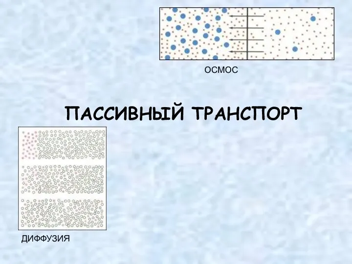 ПАССИВНЫЙ ТРАНСПОРТ ДИФФУЗИЯ ОСМОС