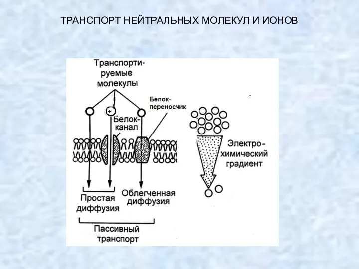 + ТРАНСПОРТ НЕЙТРАЛЬНЫХ МОЛЕКУЛ И ИОНОВ