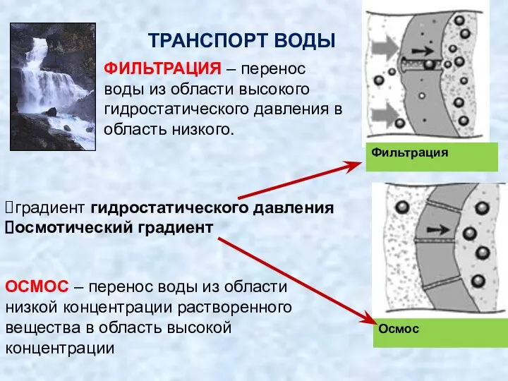 ТРАНСПОРТ ВОДЫ Осмос Фильтрация градиент гидростатического давления осмотический градиент ОСМОС