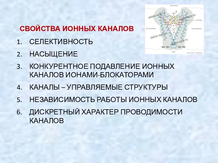 СВОЙСТВА ИОННЫХ КАНАЛОВ СЕЛЕКТИВНОСТЬ НАСЫЩЕНИЕ КОНКУРЕНТНОЕ ПОДАВЛЕНИЕ ИОННЫХ КАНАЛОВ ИОНАМИ-БЛОКАТОРАМИ