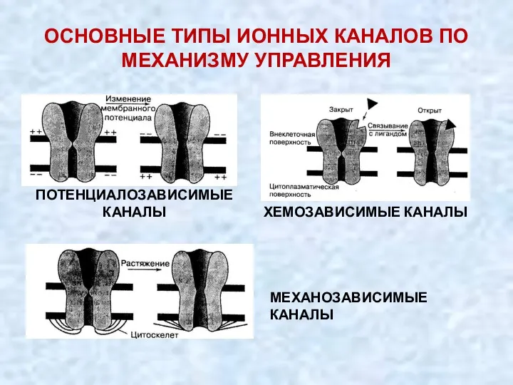 ОСНОВНЫЕ ТИПЫ ИОННЫХ КАНАЛОВ ПО МЕХАНИЗМУ УПРАВЛЕНИЯ ПОТЕНЦИАЛОЗАВИСИМЫЕ КАНАЛЫ ХЕМОЗАВИСИМЫЕ КАНАЛЫ МЕХАНОЗАВИСИМЫЕ КАНАЛЫ