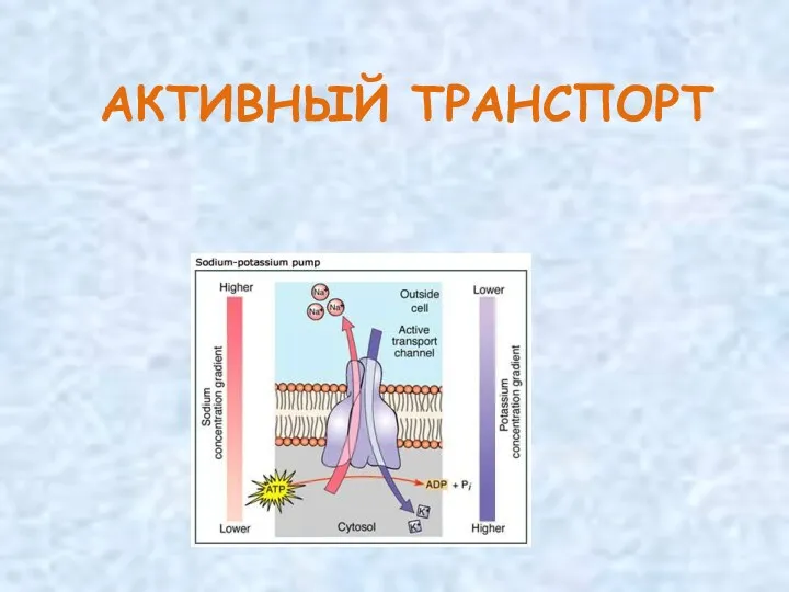 АКТИВНЫЙ ТРАНСПОРТ