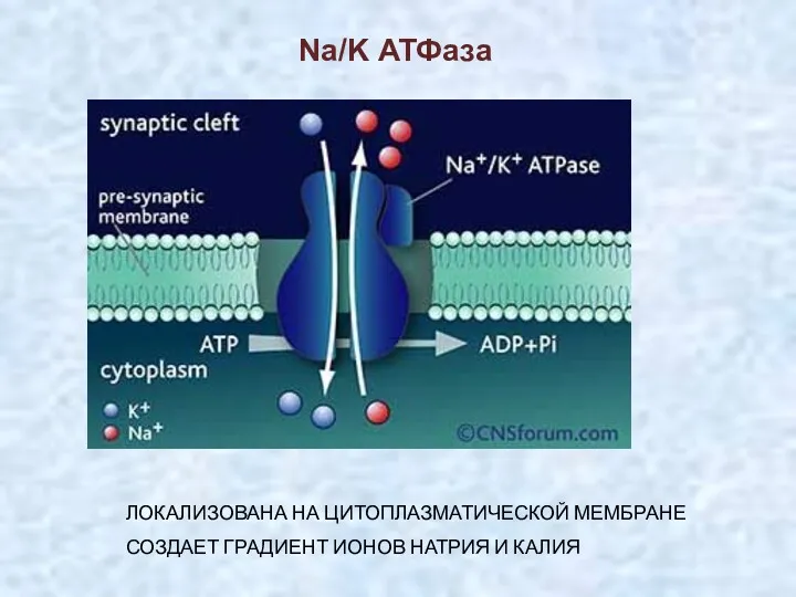 Na/K АТФаза ЛОКАЛИЗОВАНА НА ЦИТОПЛАЗМАТИЧЕСКОЙ МЕМБРАНЕ СОЗДАЕТ ГРАДИЕНТ ИОНОВ НАТРИЯ И КАЛИЯ