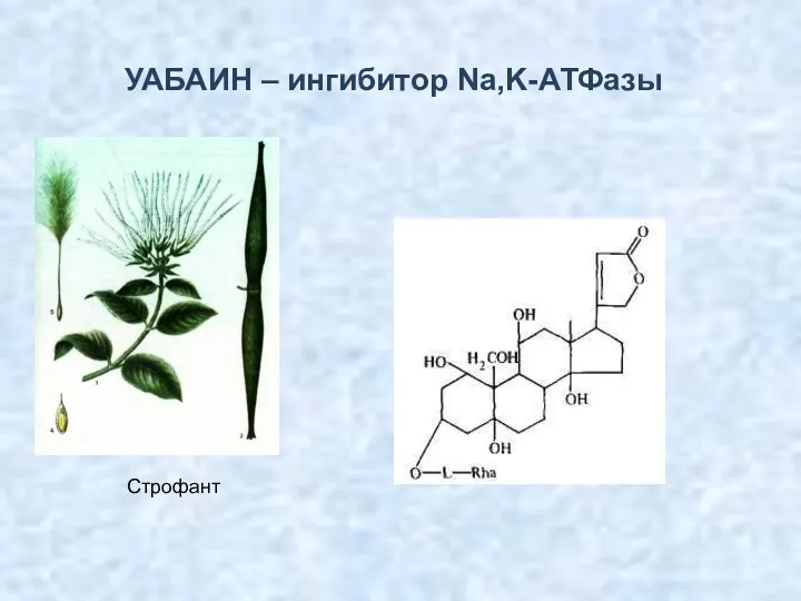 УАБАИН – ингибитор Na,K-АТФазы Строфант