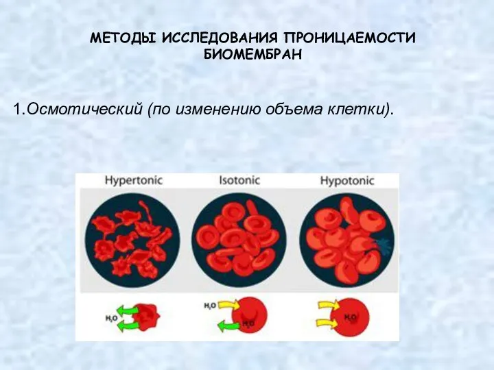 МЕТОДЫ ИССЛЕДОВАНИЯ ПРОНИЦАЕМОСТИ БИОМЕМБРАН 1.Осмотический (по изменению объема клетки).