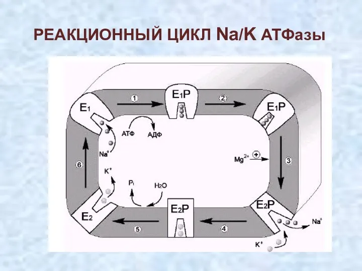 РЕАКЦИОННЫЙ ЦИКЛ Na/K АТФазы