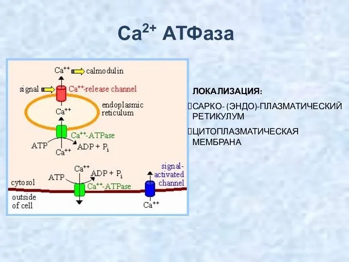 Са2+ АТФаза ЛОКАЛИЗАЦИЯ: САРКО- (ЭНДО)-ПЛАЗМАТИЧЕСКИЙ РЕТИКУЛУМ ЦИТОПЛАЗМАТИЧЕСКАЯ МЕМБРАНА