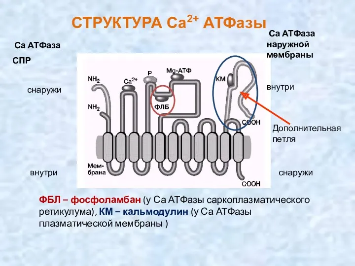 СТРУКТУРА Са2+ АТФазы ФБЛ – фосфоламбан (у Са АТФазы саркоплазматического