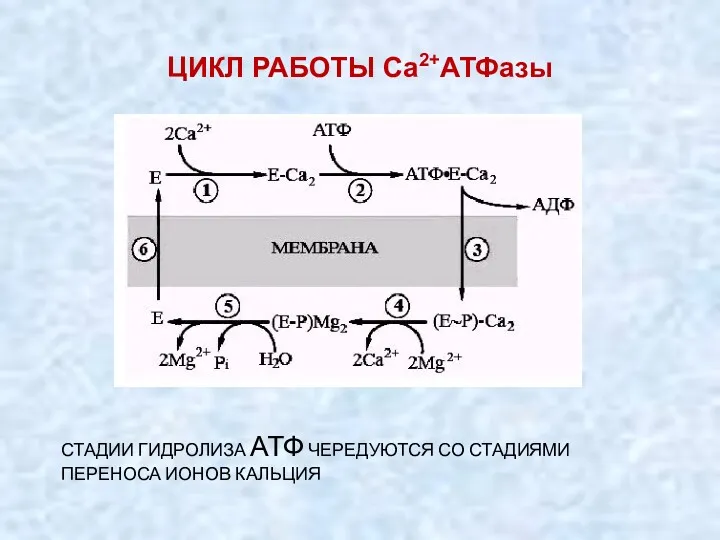 ЦИКЛ РАБОТЫ Са2+АТФазы СТАДИИ ГИДРОЛИЗА АТФ ЧЕРЕДУЮТСЯ СО СТАДИЯМИ ПЕРЕНОСА ИОНОВ КАЛЬЦИЯ