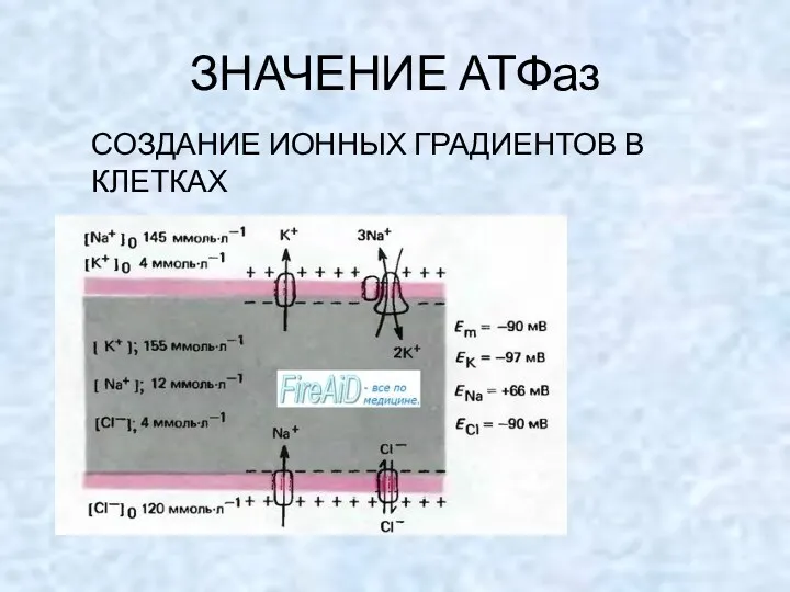 ЗНАЧЕНИЕ АТФаз СОЗДАНИЕ ИОННЫХ ГРАДИЕНТОВ В КЛЕТКАХ