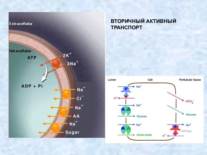 ВТОРИЧНЫЙ АКТИВНЫЙ ТРАНСПОРТ