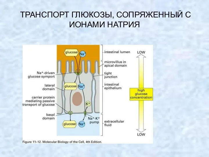 ТРАНСПОРТ ГЛЮКОЗЫ, СОПРЯЖЕННЫЙ С ИОНАМИ НАТРИЯ