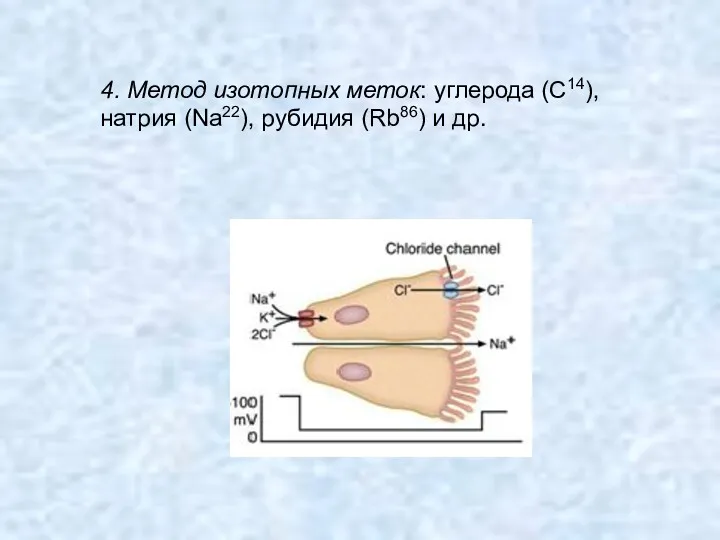 4. Метод изотопных меток: углерода (С14), натрия (Na22), рубидия (Rb86) и др.