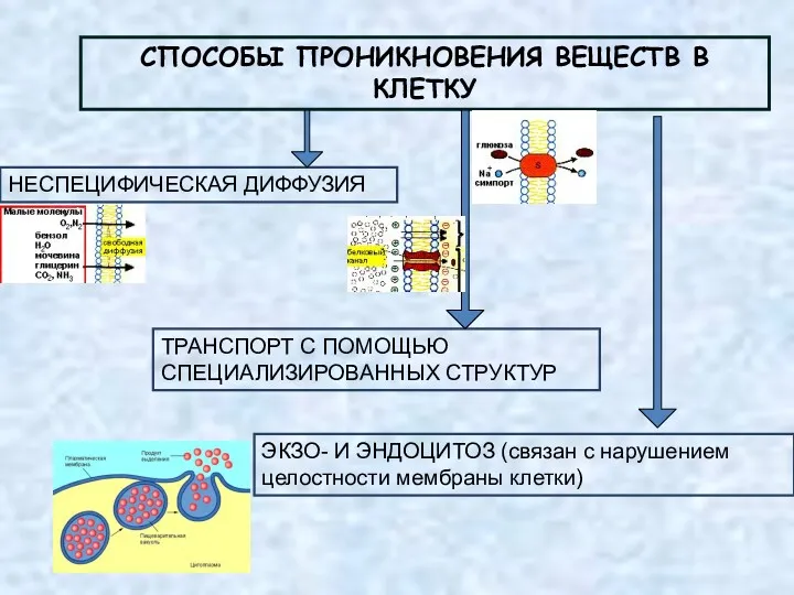 СПОСОБЫ ПРОНИКНОВЕНИЯ ВЕЩЕСТВ В КЛЕТКУ ЭКЗО- И ЭНДОЦИТОЗ (связан с