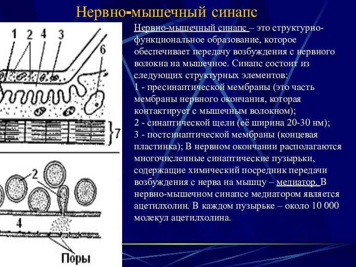 Нервно-мышечный синапс Нервно-мышечный синапс – это структурно-функциональное образование, которое обеспечивает