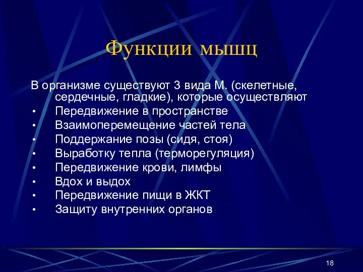 Функции мышц В организме существуют 3 вида М. (скелетные, сердечные,