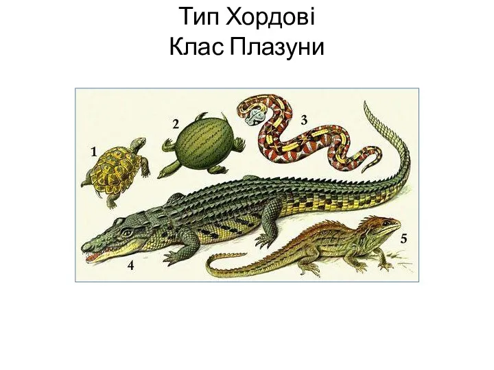 Тип Хордові Клас Плазуни