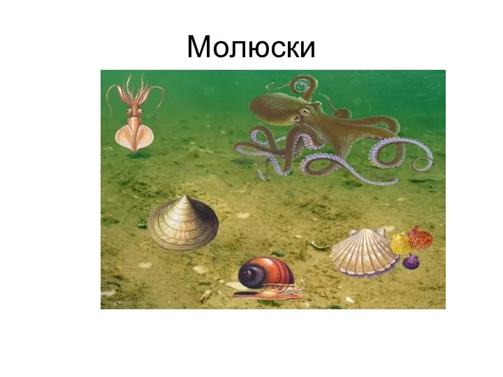 Молюски