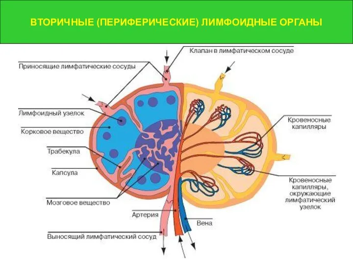 ВТОРИЧНЫЕ (ПЕРИФЕРИЧЕСКИЕ) ЛИМФОИДНЫЕ ОРГАНЫ ВТОРИЧНЫЕ (ПЕРИФЕРИЧЕСКИЕ) ЛИМФОИДНЫЕ ОРГАНЫ