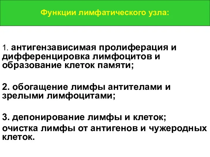 Функции лимфатического узла: 1. антигензависимая пролиферация и дифференцировка лимфоцитов и