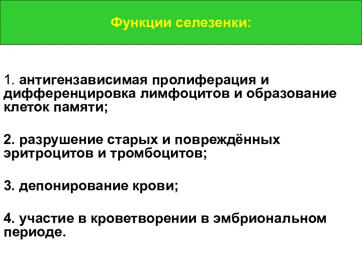 Функции селезенки: 1. антигензависимая пролиферация и дифференцировка лимфоцитов и образование