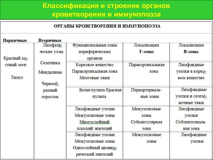 Классификация и строение органов кроветворения и иммунопоэза Классификация и строение органов кроветворения и иммунопоэза