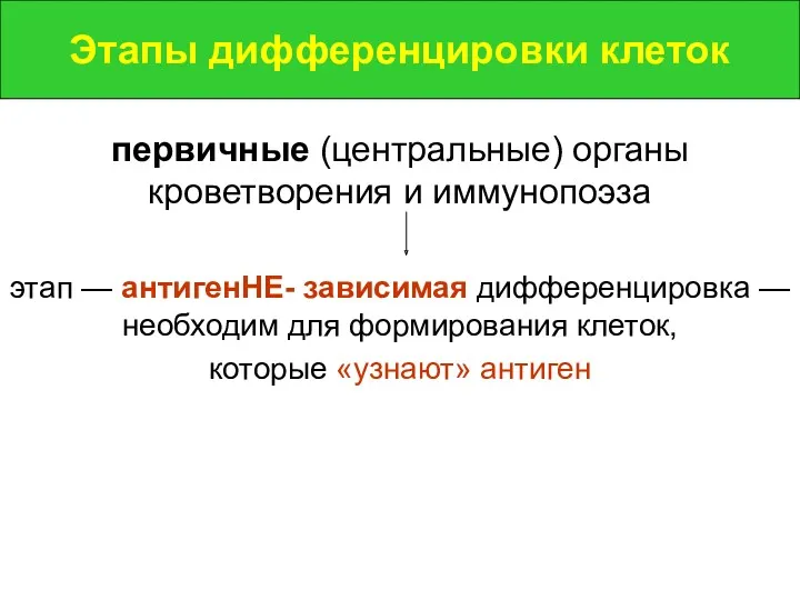 Этапы дифференцировки клеток первичные (центральные) органы кроветворения и иммунопоэза этап