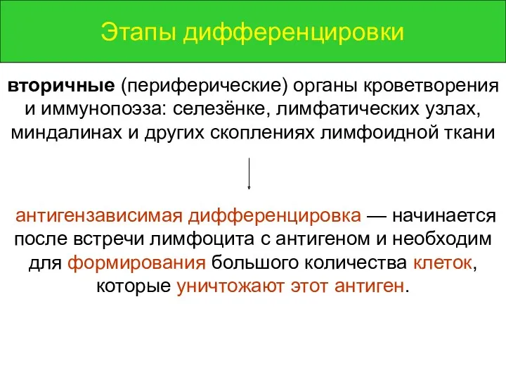 Этапы дифференцировки вторичные (периферические) органы кроветворения и иммунопоэза: селезёнке, лимфатических