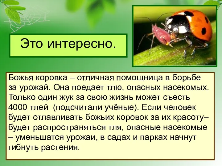 Это интересно. Божья коровка – отличная помощница в борьбе за урожай. Она поедает