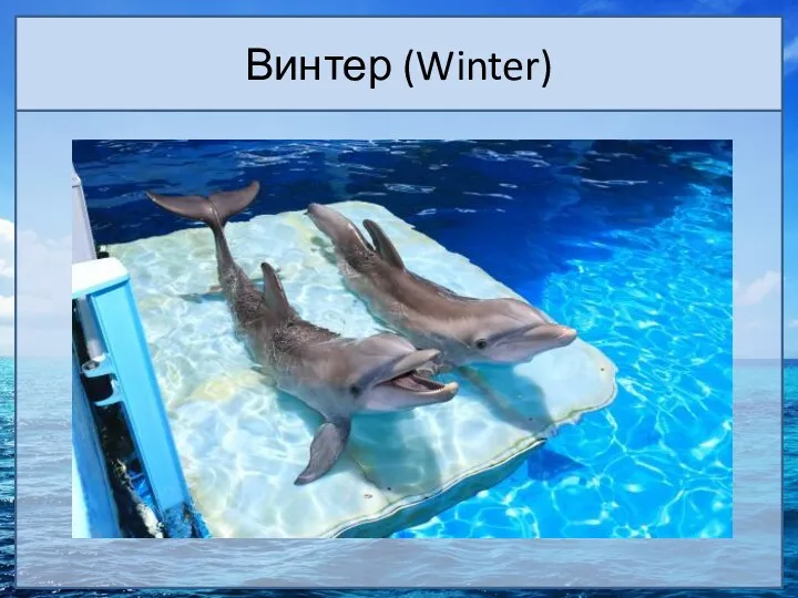 Винтер (Winter)