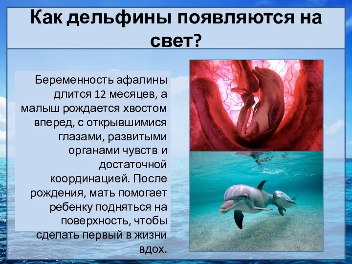 Как дельфины появляются на свет? Беременность афалины длится 12 месяцев,