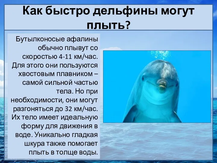 Как быстро дельфины могут плыть? Бутылконосые афалины обычно плывут со
