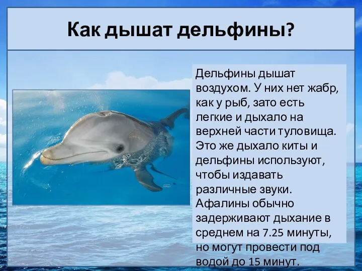 Как дышат дельфины? Дельфины дышат воздухом. У них нет жабр,