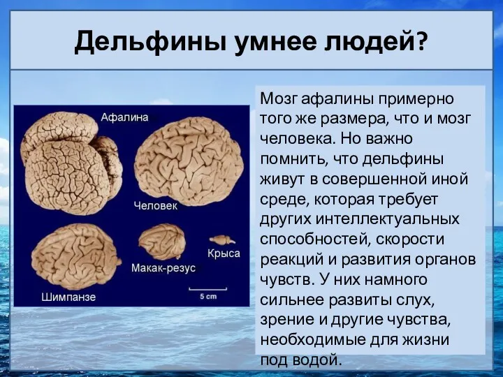 Дельфины умнее людей? Мозг афалины примерно того же размера, что