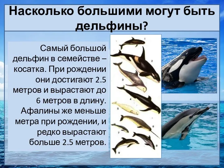 Насколько большими могут быть дельфины? Самый большой дельфин в семействе