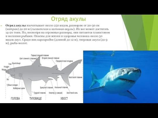 Отряд акулы Отряд акулы насчитывает около 250 видов, размером от