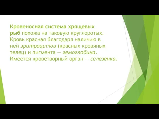 Кровеносная система хрящевых рыб похожа на таковую круглоротых. Кровь красная