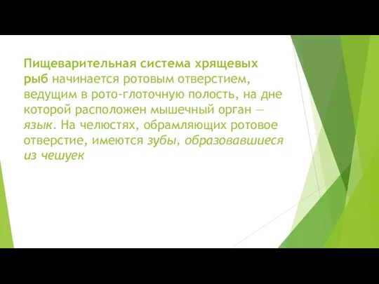 Пищеварительная система хрящевых рыб начинается ротовым отверстием, ведущим в рото-глоточную